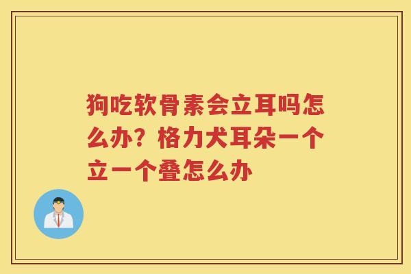 狗吃软骨素会立耳吗怎么办?格力犬耳朵一个立一个叠怎么办 狗吃软骨素会立耳吗怎么办?格力犬耳朵一个立一个叠怎么办