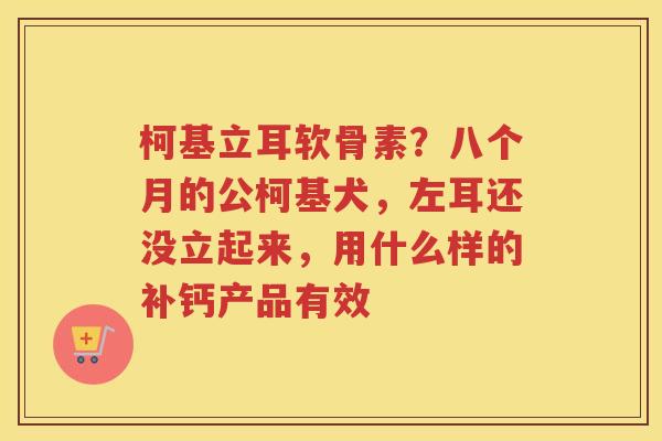 柯基立耳软骨素？八个月的公柯基犬，左耳还没立起来，用什么样的补钙产品有效