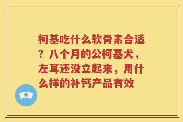 柯基吃什么软骨素合适？八个月的公柯基犬，左耳还没立起来，用什么样的补钙产品有效