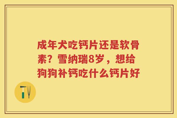 成年犬吃钙片还是软骨素？雪纳瑞8岁，想给狗狗补钙吃什么钙片好