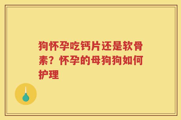 狗怀孕吃钙片还是软骨素？怀孕的母狗狗如何护理