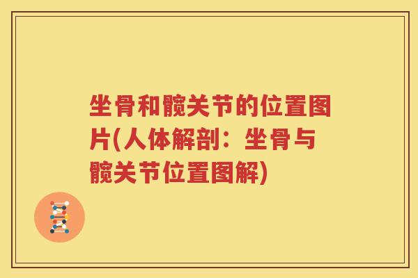 坐骨和髋关节的位置图片(人体解剖:坐骨与髋关节位置图解) 坐骨和髋关节的位置图片(人体解剖:坐骨与髋关节位置图解)