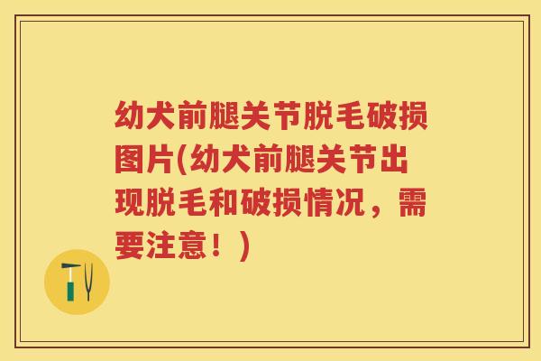 幼犬前腿关节脱毛破损图片(幼犬前腿关节出现脱毛和破损情况，需要注意！)