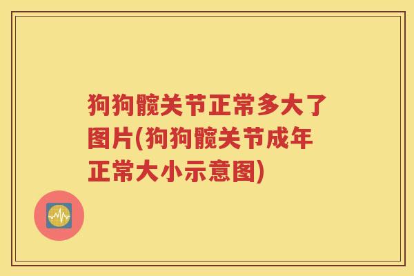 狗狗髋关节正常多大了图片(狗狗髋关节成年正常大小示意图) 狗狗髋关节正常多大了图片(狗狗髋关节成年正常大小示意图)