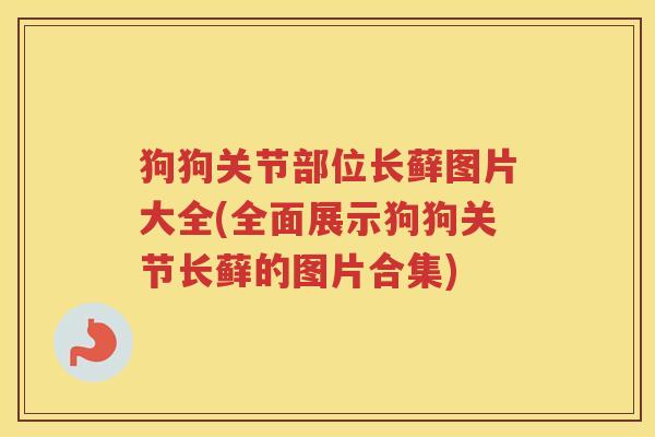 狗狗关节部位长藓图片大全(全面展示狗狗关节长藓的图片合集) 狗狗关节部位长藓图片大全(全面展示狗狗关节长藓的图片合集)