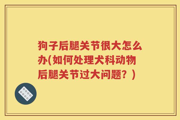 狗子后腿关节很大怎么办(如何处理犬科动物后腿关节过大问题?) 狗子后腿关节很大怎么办(如何处理犬科动物后腿关节过大问题?)