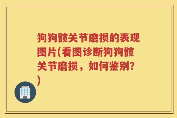 狗狗髋关节磨损的表现图片(看图诊断狗狗髋关节磨损，如何鉴别？)
