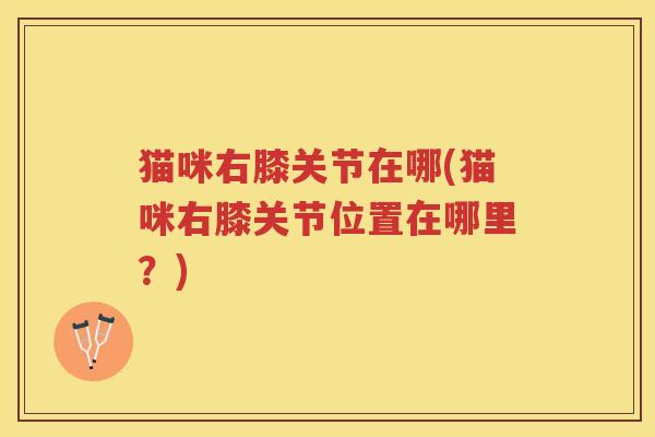 猫咪右膝关节在哪(猫咪右膝关节位置在哪里?) 猫咪右膝关节在哪(猫咪右膝关节位置在哪里?)
