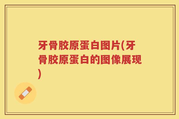 牙骨胶原蛋白图片(牙骨胶原蛋白的图像展现)