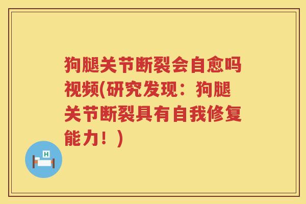 狗腿关节断裂会自愈吗视频(研究发现:狗腿关节断裂具有自我修复能力!) 狗腿关节断裂会自愈吗视频(研究发现:狗腿关节断裂具有自我修复能力!)