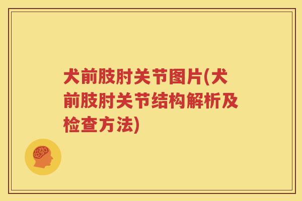 犬前肢肘关节图片(犬前肢肘关节结构解析及检查方法) 犬前肢肘关节图片(犬前肢肘关节结构解析及检查方法)
