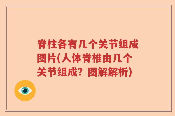 脊柱各有几个关节组成图片(人体脊椎由几个关节组成？图解解析)