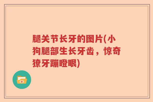 腿关节长牙的图片(小狗腿部生长牙齿,惊奇獠牙蹦瞪眼) 腿关节长牙的图片(小狗腿部生长牙齿,惊奇獠牙蹦瞪眼)