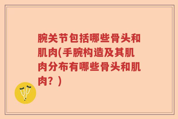 腕关节包括哪些骨头和肌肉(手腕构造及其肌肉分布有哪些骨头和肌肉？)