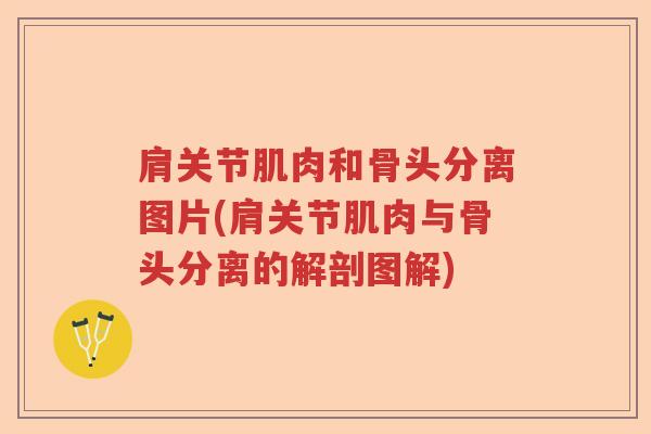 肩关节肌肉和骨头分离图片(肩关节肌肉与骨头分离的解剖图解) 肩关节肌肉和骨头分离图片(肩关节肌肉与骨头分离的解剖图解)