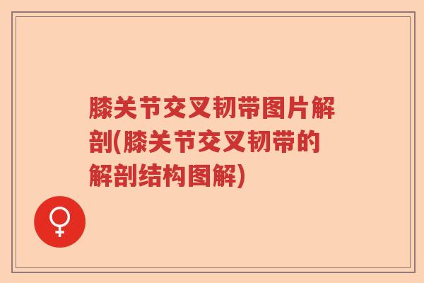 膝关节交叉韧带图片解剖(膝关节交叉韧带的解剖结构图解) 膝关节交叉韧带图片解剖(膝关节交叉韧带的解剖结构图解)